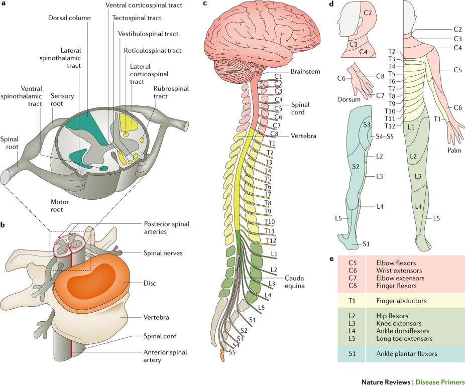 A nice cartoon of the spinal cord that illustrates which parts of the cord control which myotome (muscle groups). Image credit: Nature Reviews
