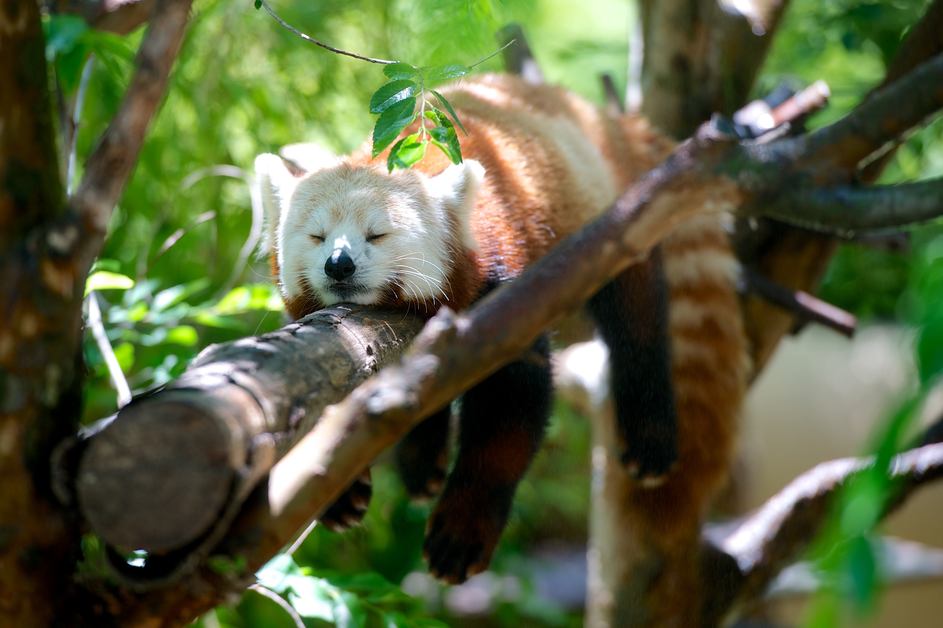 Cute red panda